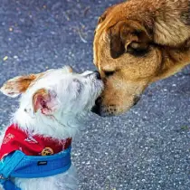 2Dogs-768x768